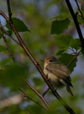 warbling-vireo-d4722.jpg