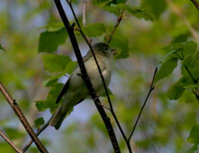 warbling-vireo-d4724.jpg