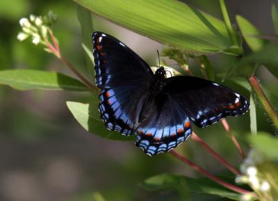 white-admiral-cross-d6868.jpg