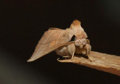 white-dotted-prominent-d430.jpg