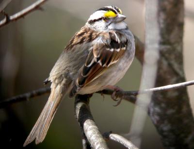 white-throat-sparrow-n1529.jpg