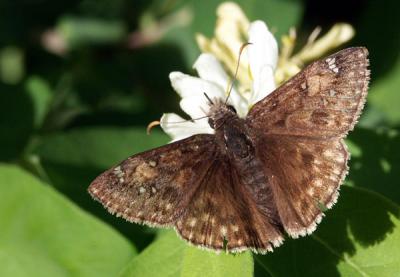 wild-indigo-duskywing-m9105.jpg