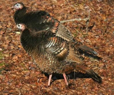 wild-turkey-d3473.jpg