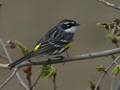 yellow-rumped-warbler-d4340.jpg