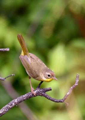 yellowthroat-d6507.jpg