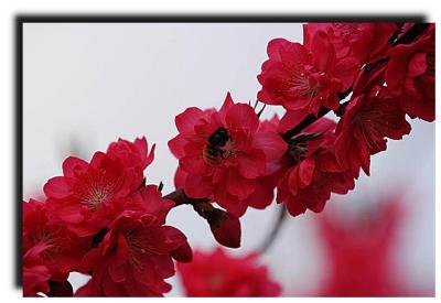 bee_on_flower_041