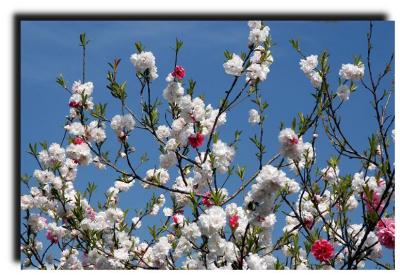 spring_0004