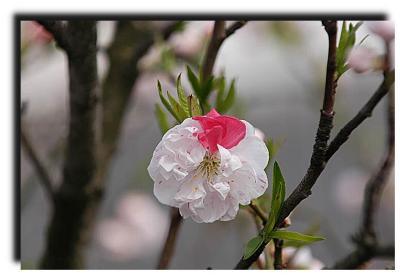 spring_ 013