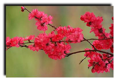 spring _038