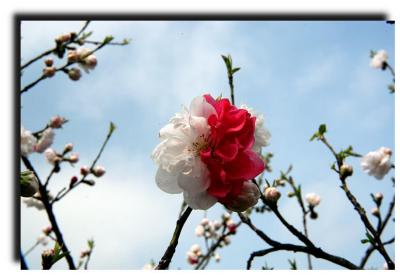 spring_ 005