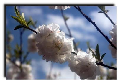 spring_0014