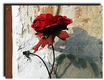 red_rose_0022