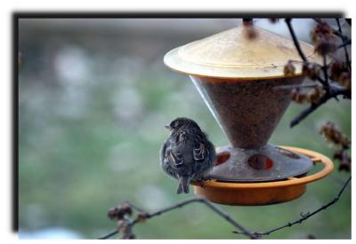 bird_0009