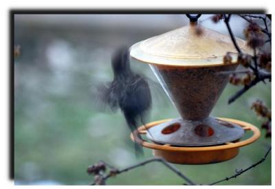 bird_0010