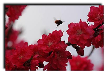 bee_ 040