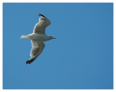 Seagull in the wind