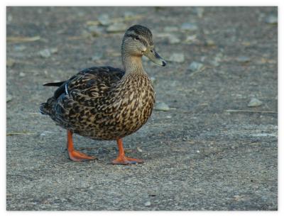 Duck walk