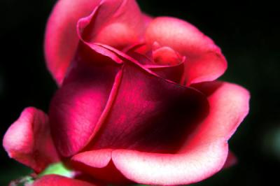 Rose.jpg