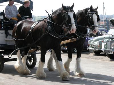 Shire Horses