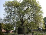 Strange Tree