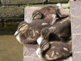 Ducklings