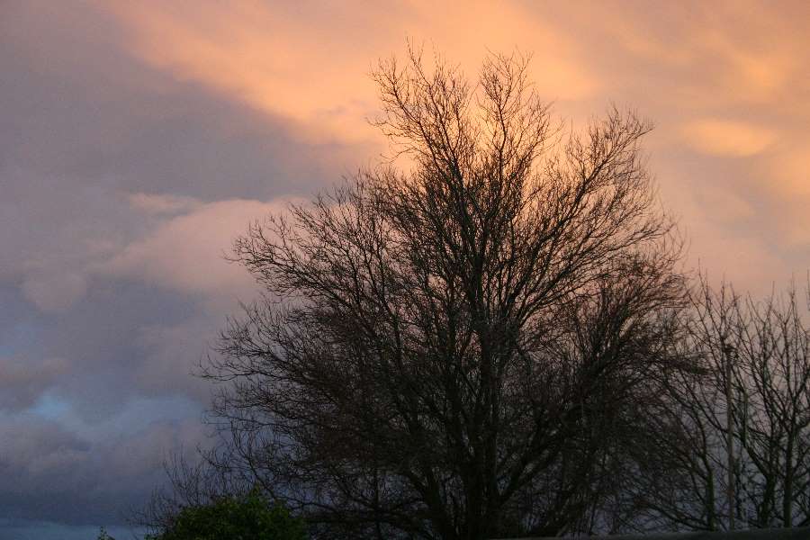 Sunset Tree