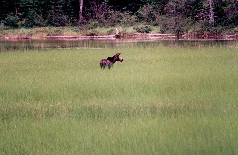young moose.jpg