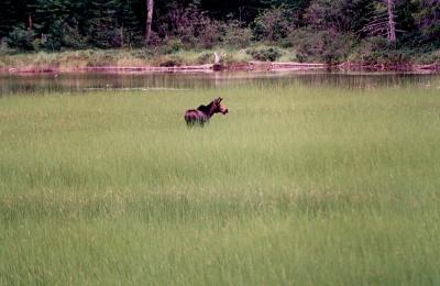 young moose.jpg