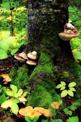 Tree and Fungus