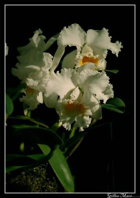 or15_5619.jpg