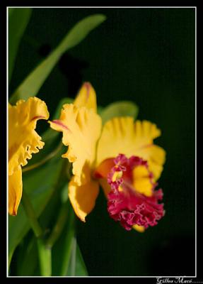 or25_5642.jpg