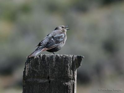 female brewers blackbird singing