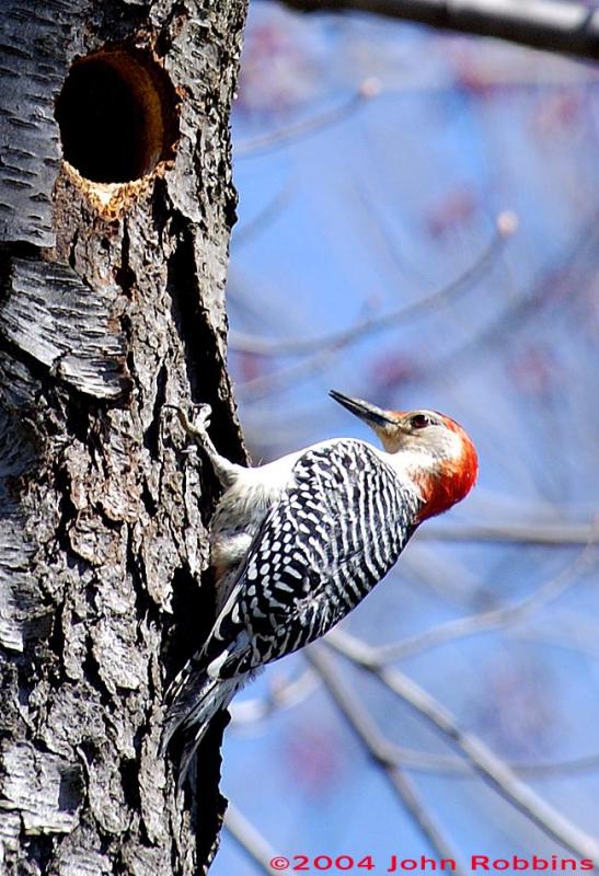 Red Bellied Woodpecker