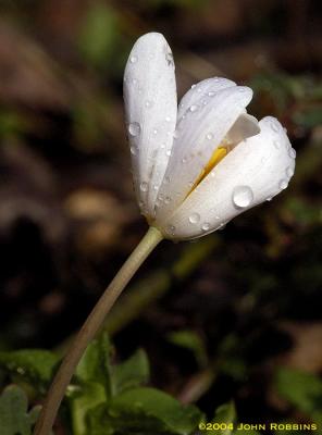 Young Bloodroot