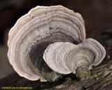 Shelf Fungi in Spring