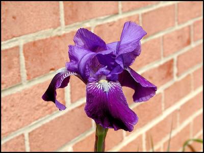 Purple Iris