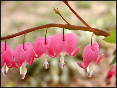 Bleeding heart