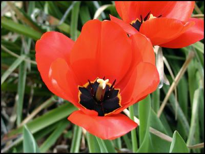 Red Tulip