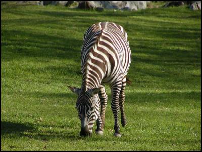 Grant's Zebra (Equus burchelli bohmi)