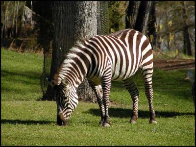 Grant's Zebra (Equus burchelli bohmi)