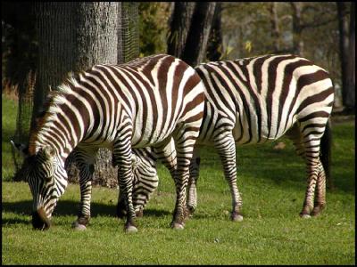 Grant's Zebra (Equus burchelli bohmi)
