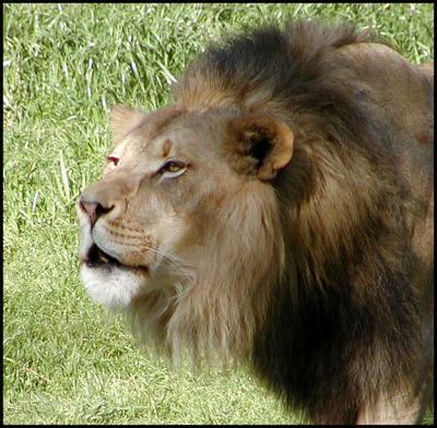 African Lion (Panthero leo)