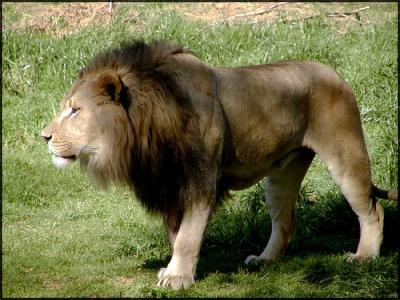 African Lion (Panthero leo)