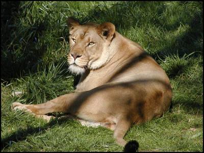 African Lion (Panthero leo)