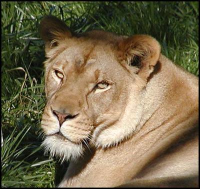 African Lion (Panthero leo)
