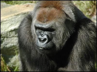 Western Lowland Gorilla (Gorilla gorilla gorilla)