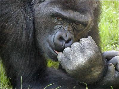 Western Lowland Gorilla (Gorilla gorilla gorilla)