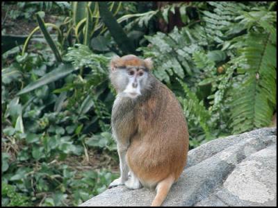 Patas Monkey (Erythrocebus patas)