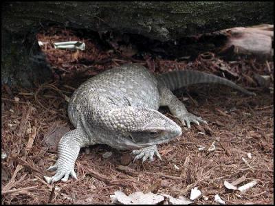 Savannah Monitor (Varanus exanthematicus)