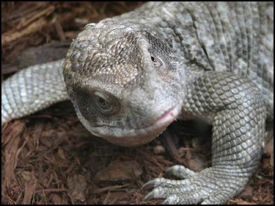 Savannah Monitor (Varanus exanthematicus)